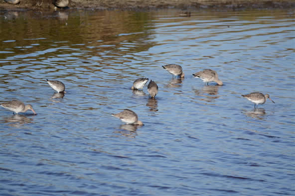 godwits